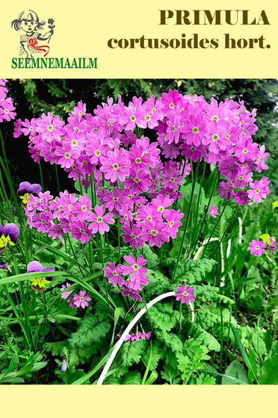 Alpviva (Alpförgätmigeprimula)